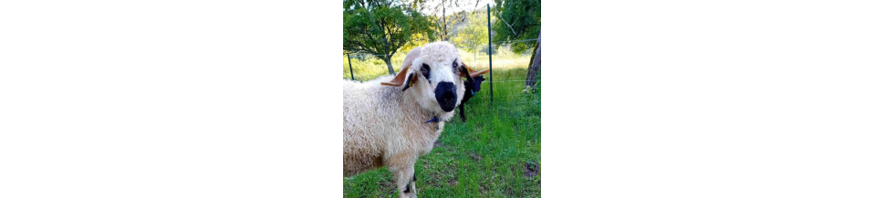 Colliers pour moutons par L'Instinct Animal pour vos troupeaux