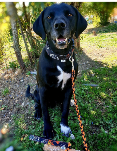 Photo laisse paracorde chien