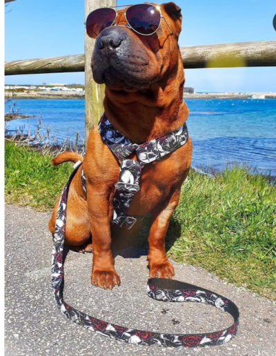 Photo harnais chiens