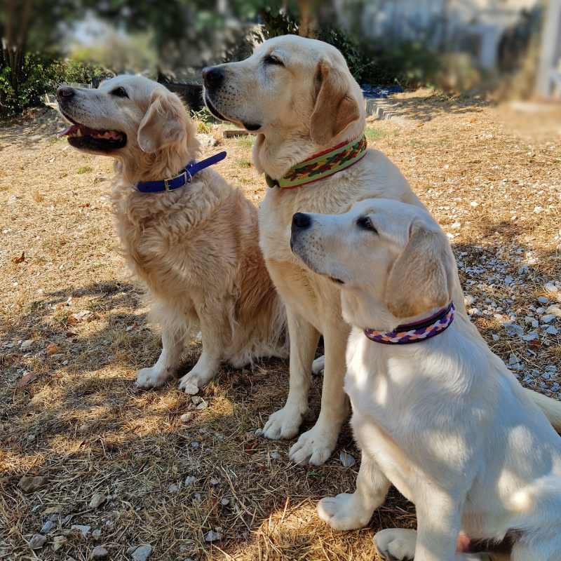 Photo collier caméléon chiens