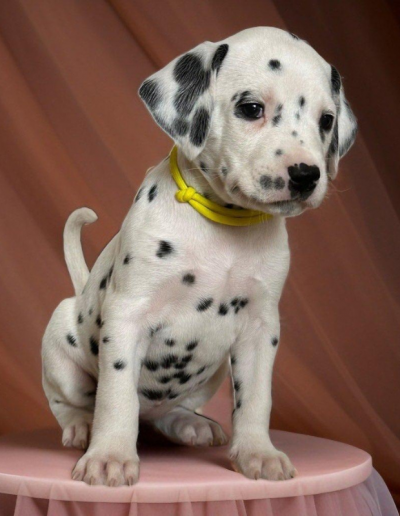 Photo collier identification chiot