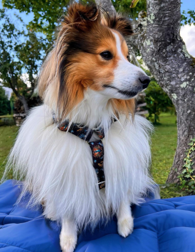 Photo harnais chiens