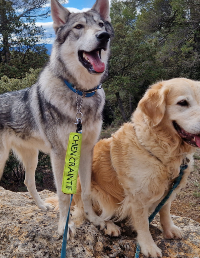 photo canicode chiens