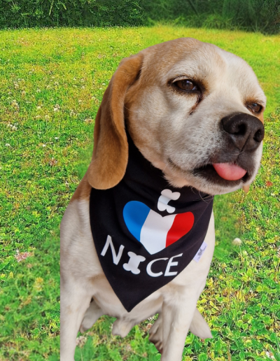 Photo bandana personnalisé chiens