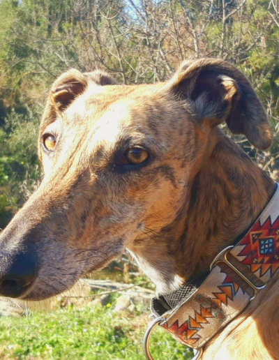 Photo collier martingale chiens