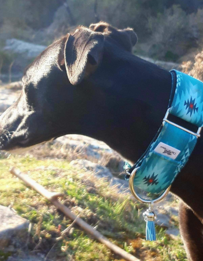Photo collier tissu martingale chiens