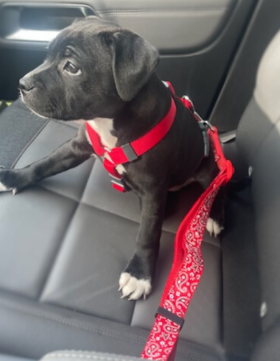 Photo ceinture de sécurité chiens