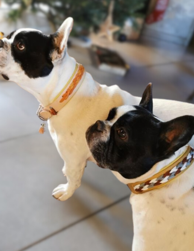 Photo collier caméléon chiens