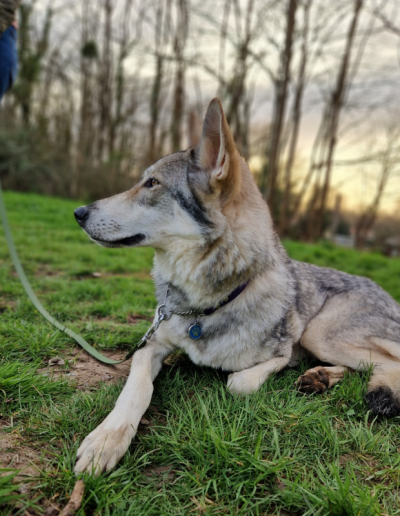 Photo longe hexa-sangle chiens