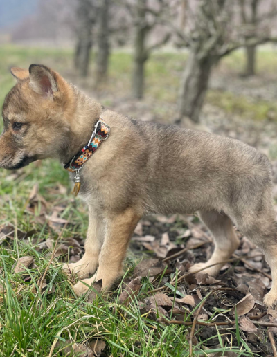 Photo collier tissu chiens