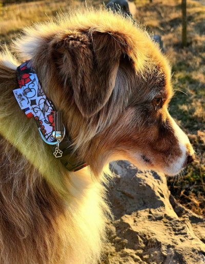 Photo collier waterproof chiens