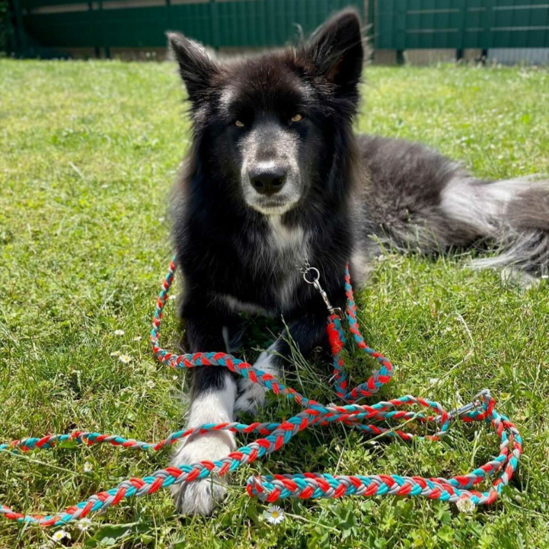 Photo longe paracorde chiens