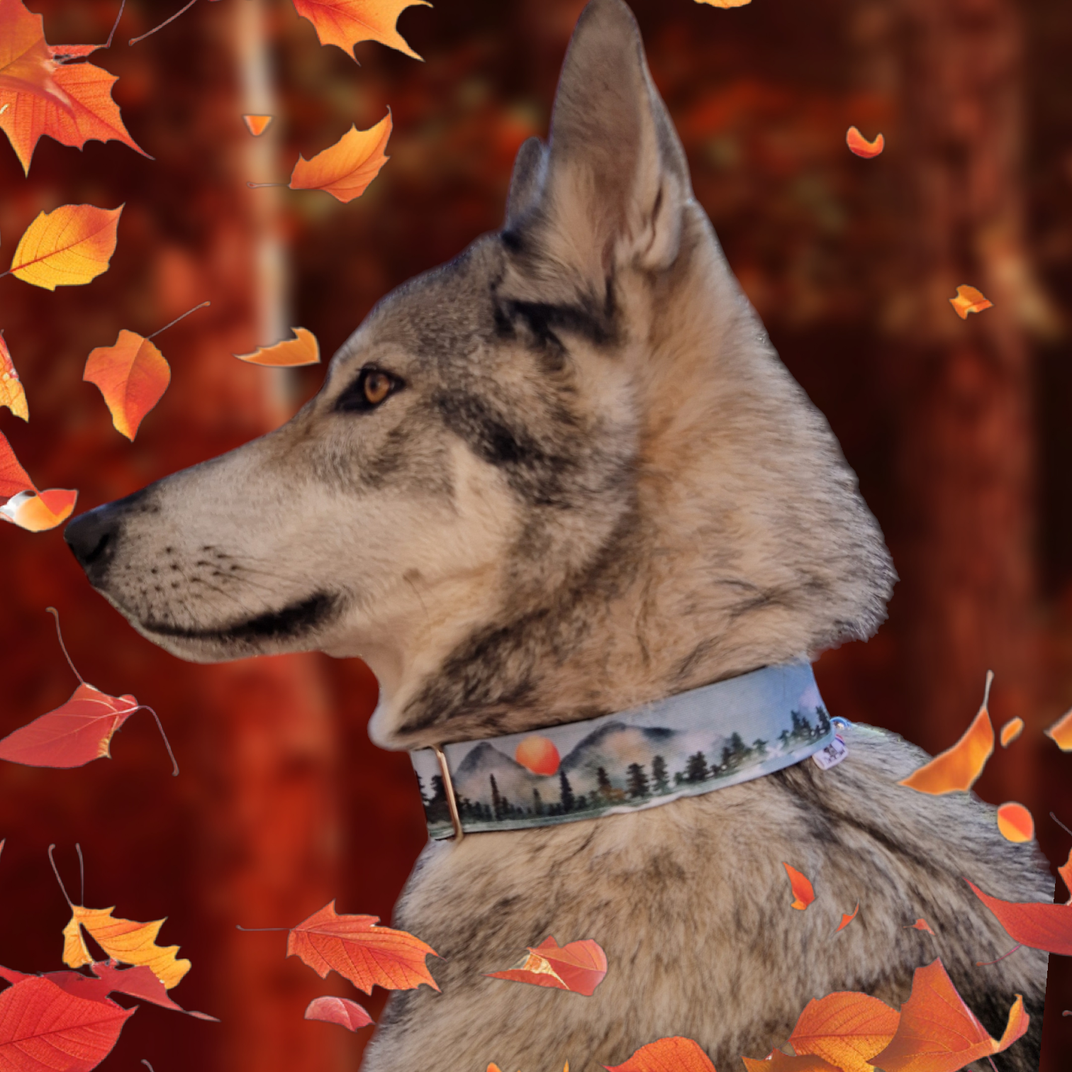 collier anti étranglement chat