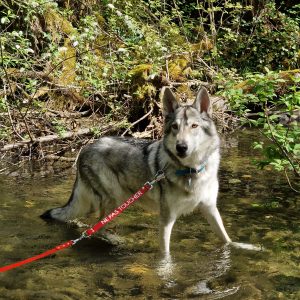 Codecanin et signalétique